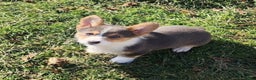Welsh Corgi Pembroke dogs for sale: Annie Bluie  - Ad 24