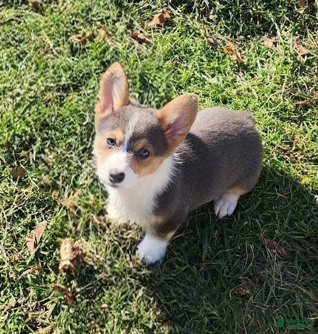 Welsh Corgi Pembroke dogs for sale: Annie Bluie  - Ad 24