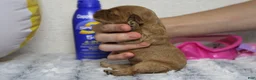 Cockapoo dogs for sale: Katie - Ad 2