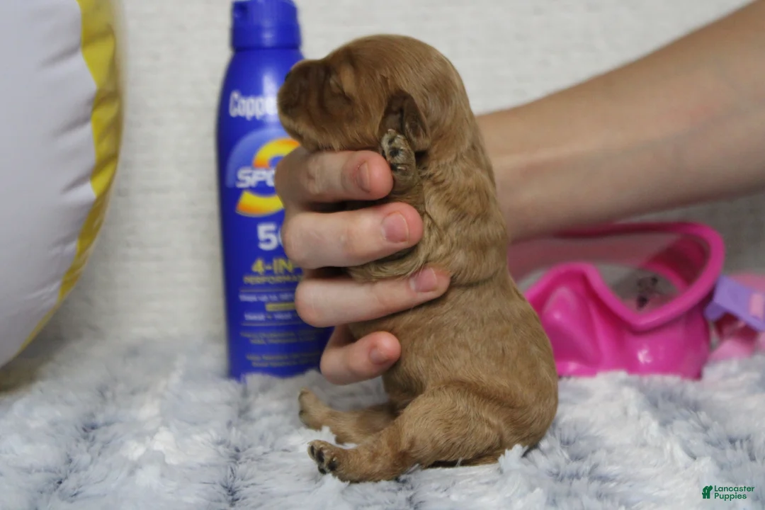 Cockapoo dogs for sale: Katie - Ad 2