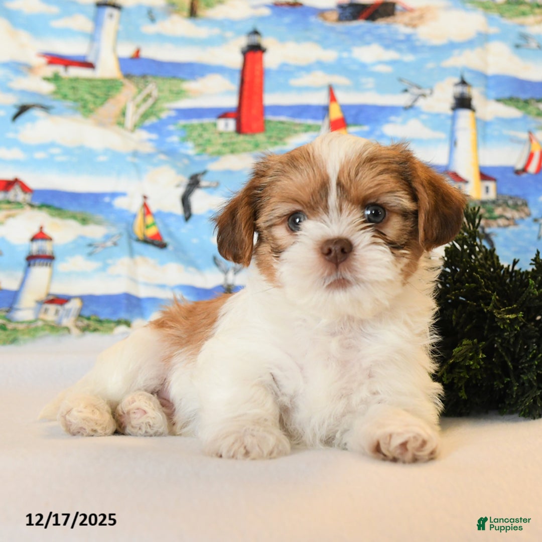 Shorkie dogs for sale: Benji - Ad 3