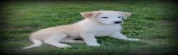 Mixed Breed dogs for sale: Lana - Ad 3