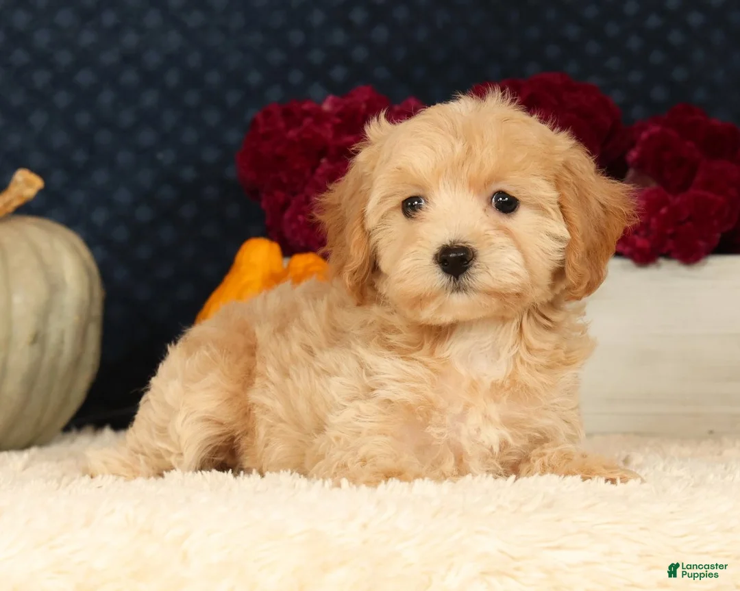 Havapoo dogs for sale: Rachel - Ad 1