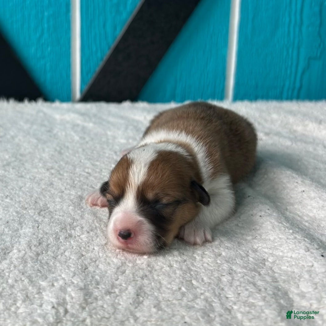 Welsh Corgi Pembroke dogs Amanda Welsh Corgi Pembroke Puppy  - Ad 1