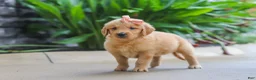 Golden Retriever dogs for sale: Indie - Ad 3