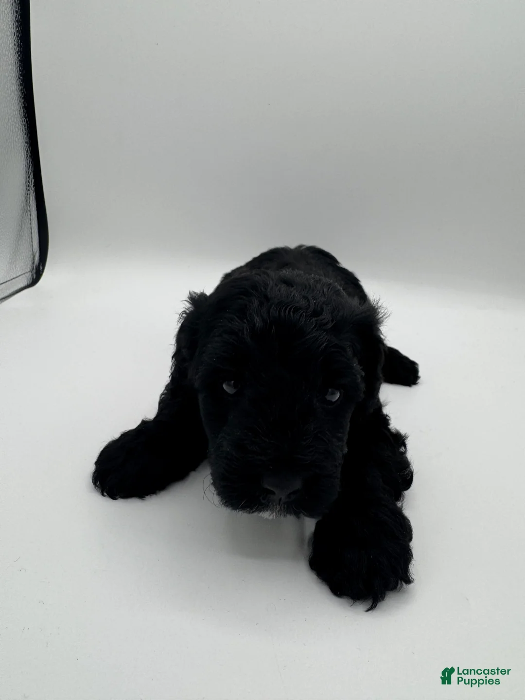 Schnoodle dogs for sale: Schnoodle 1 - Ad 2