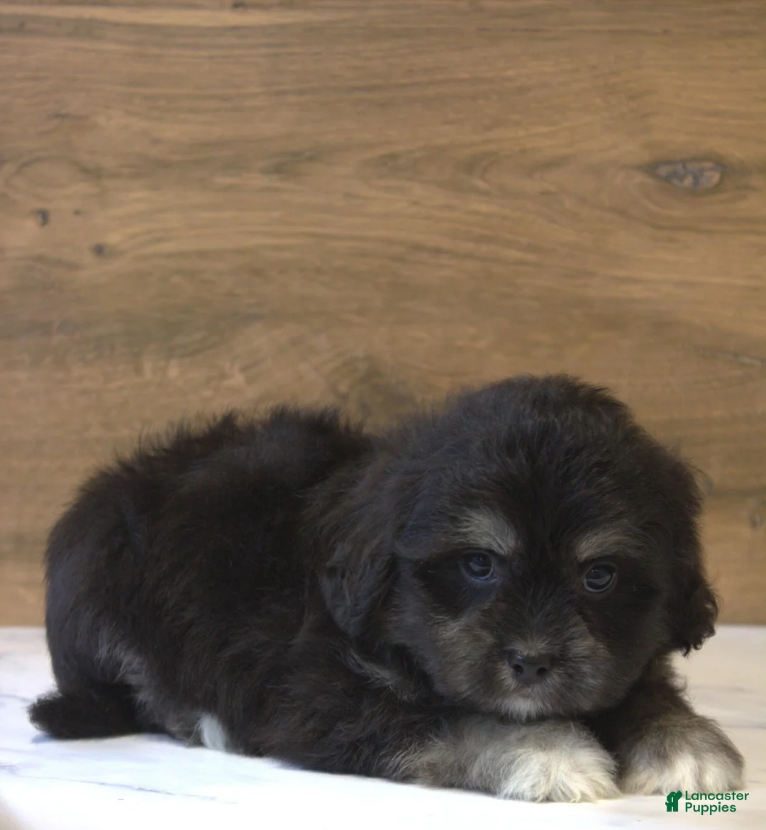 Teddy Bear dogs for sale: Rune - Ad 2