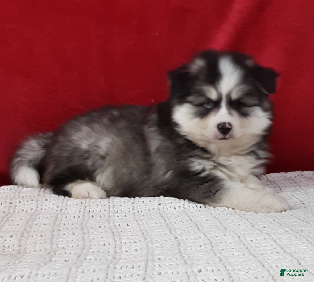 Pomsky dogs for sale: Rocky  - Ad 3