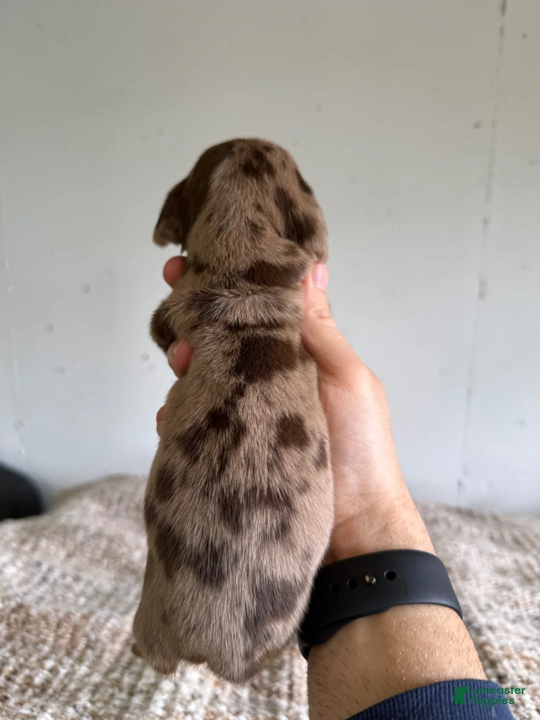 Miniature Dachshund dogs for sale: Jessica  - Ad 2