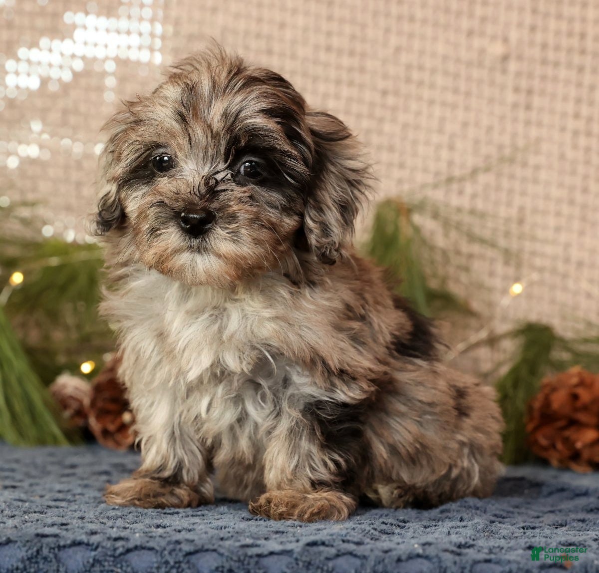 Havapoo dogs Paige - Ad 32