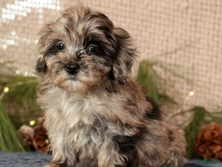 Havapoo dogs Paige - Ad 18