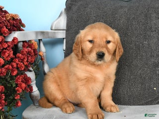 Golden Retriever dogs - Ad 39