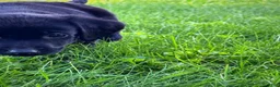 Labrador Retriever dogs for sale: Labrador Retriever 1 - Ad 11