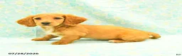 Dachshund dogs for sale: Coffee - Ad 3