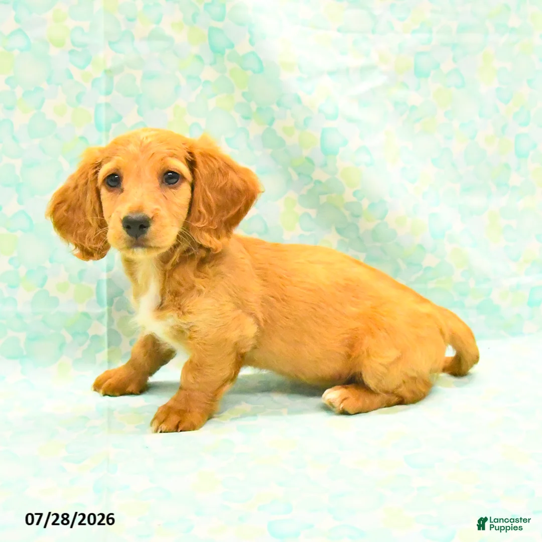 Dachshund dogs for sale: Coffee - Ad 3