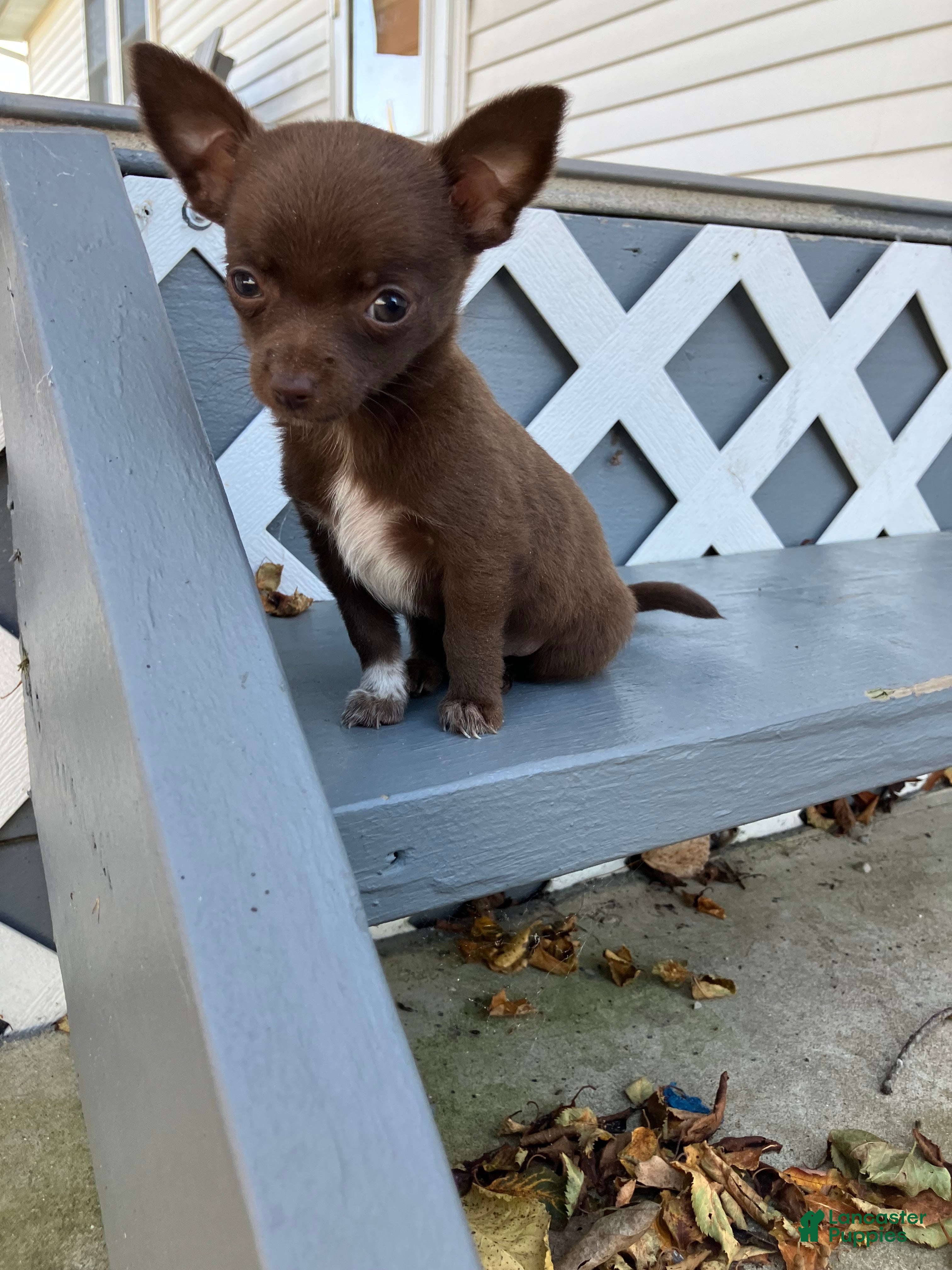 Tina (Chihuahua, Female) in Decatur, IN