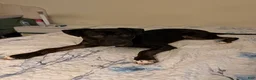 Mixed Breed dogs for sale: Mixed Breed 1 - Ad 3