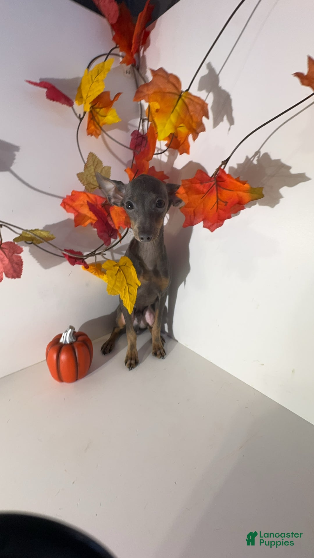 Miniature Pinscher dogs for sale: Milo - Ad 4