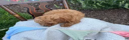 Toy Poodle dogs for sale: Grace - Ad 14
