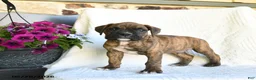Boxer dogs for sale: Ronny - Ad 5