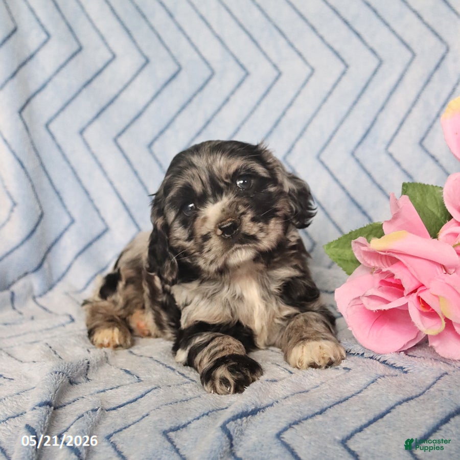 English Cocker Spaniel dogs Bonnie - Ad 2