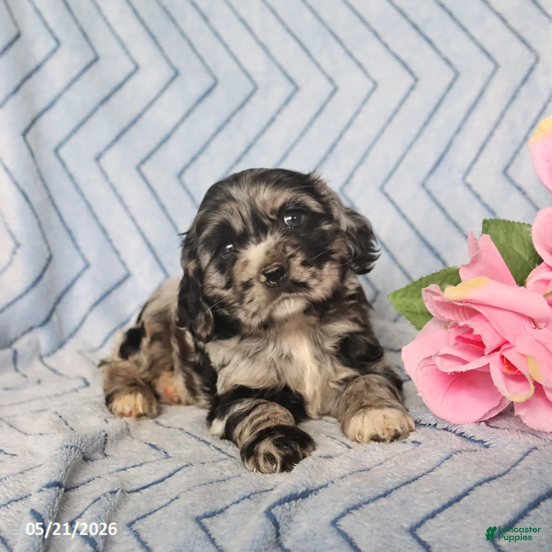 English Cocker Spaniel dogs for sale: Bonnie - Ad 2