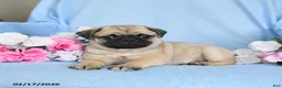 Pug dogs for sale: Biscuit - Ad 4