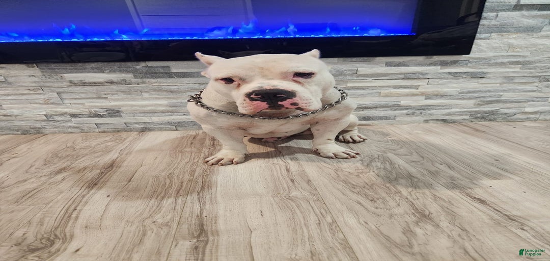 Gallery Image {{count}}