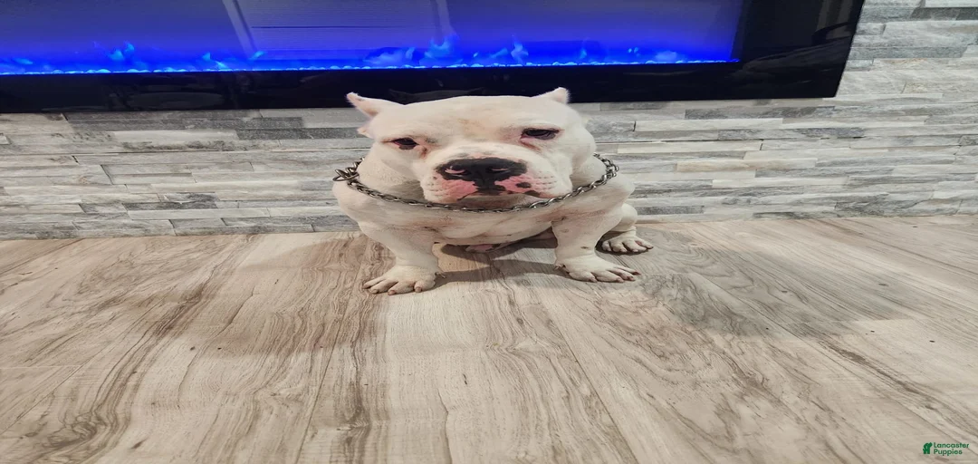 Gallery Image {{count}}