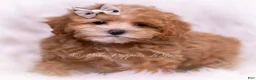 Maltipoo dogs for sale: Tommie - Ad 5