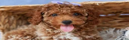Miniature Poodle dogs for sale: WINNIE - Ad 13