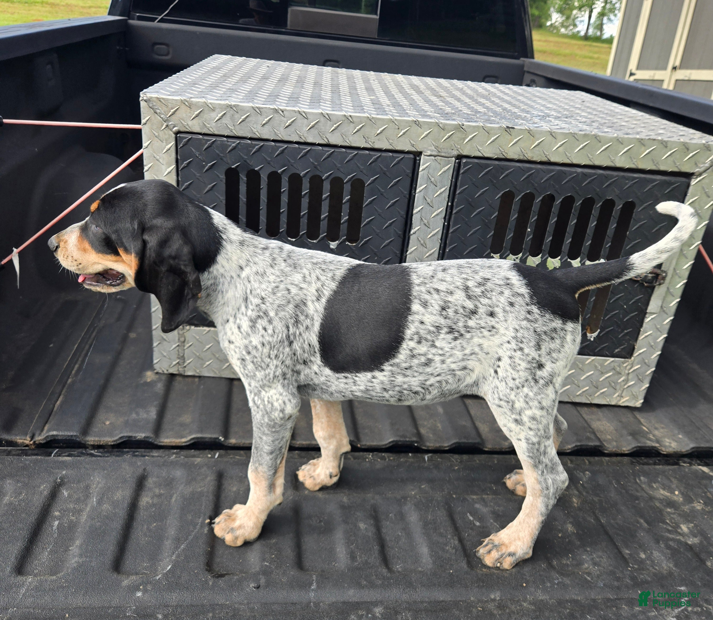 Bluetick Coonhound dogs for sale: Bluetick Coonhound 3 - Ad 4