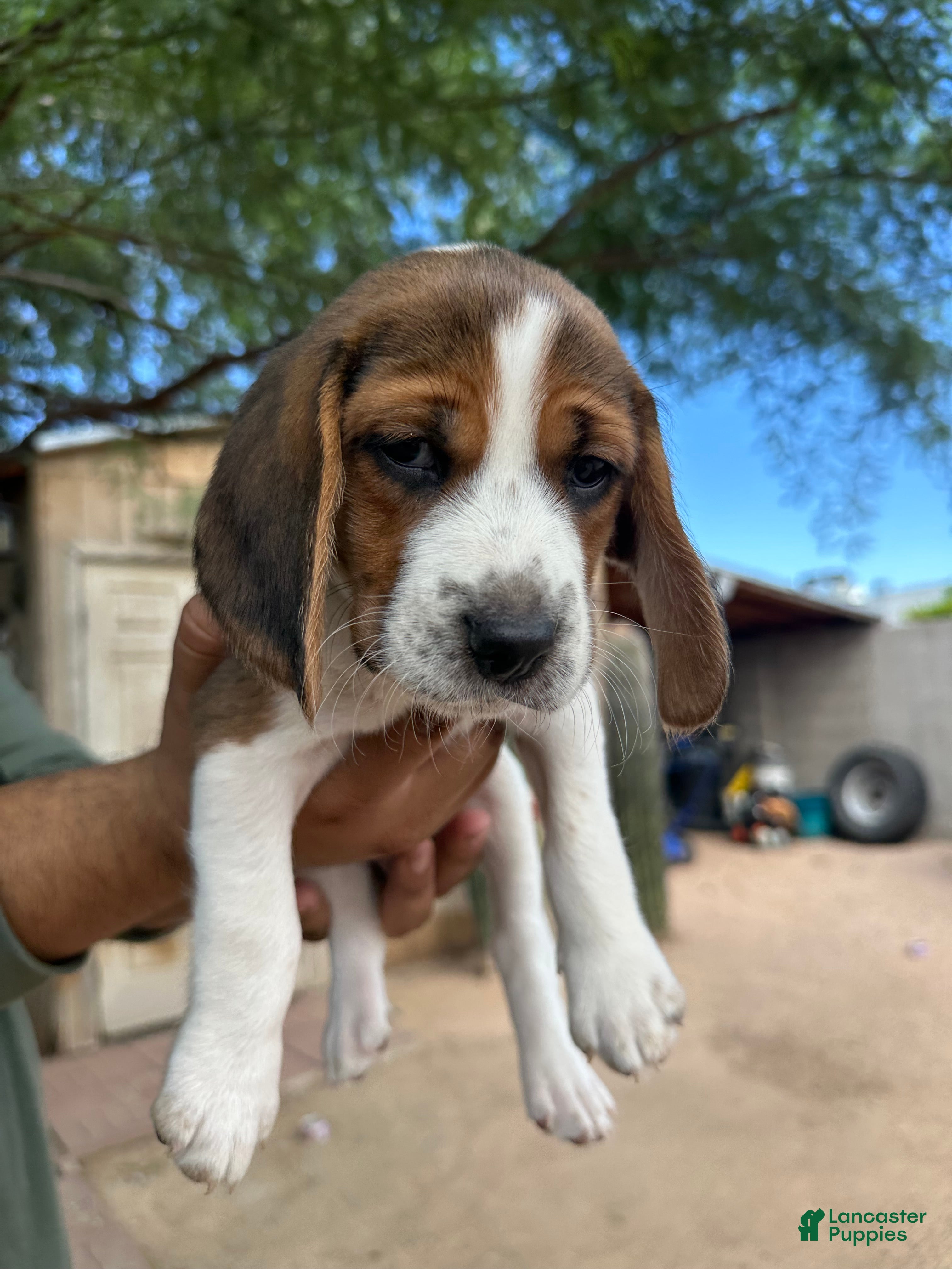 Beagle dogs for sale: Julieta - Ad 3
