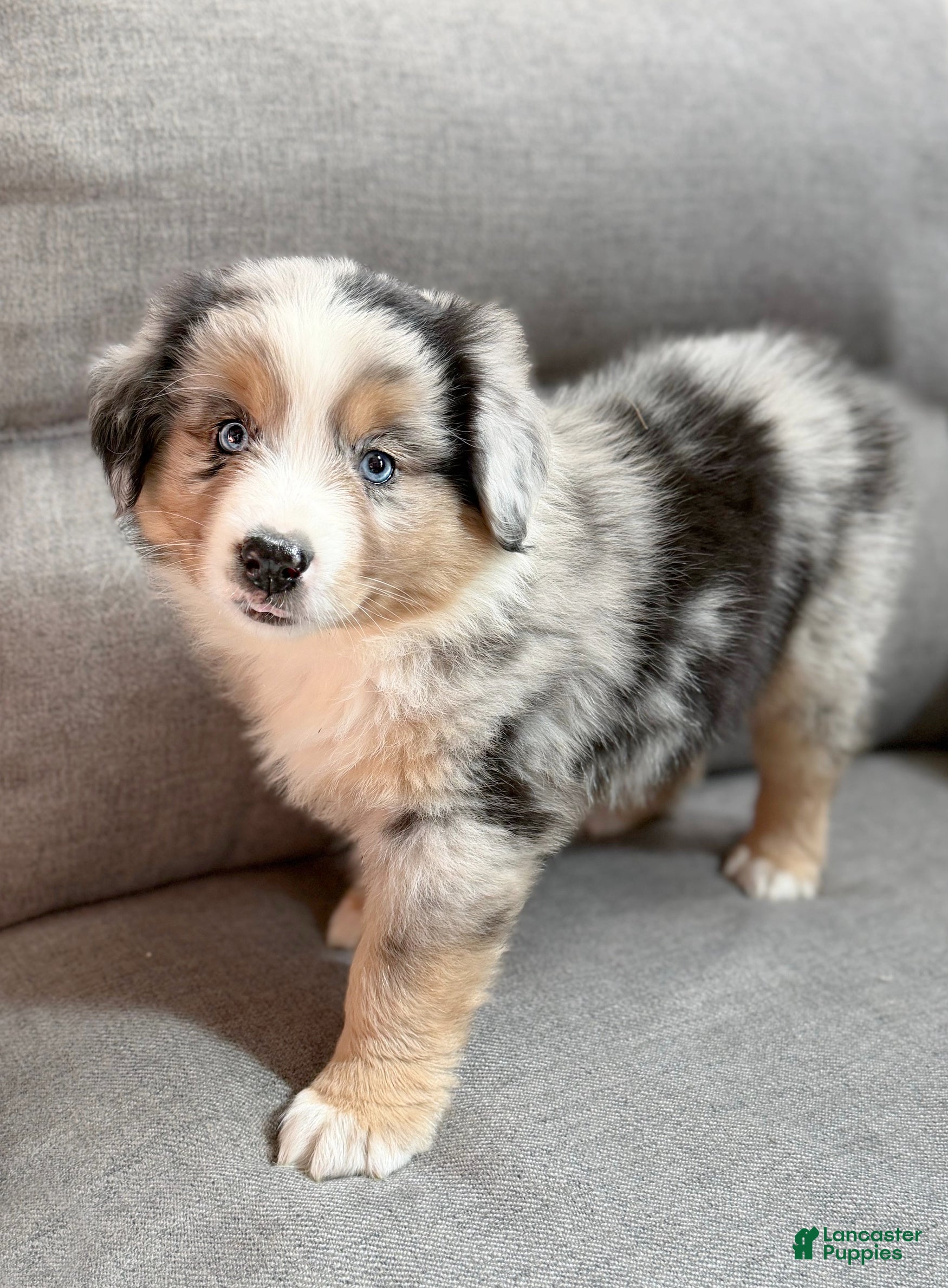 Miniature Australian Shepherd dogs Forrest - Ad 1