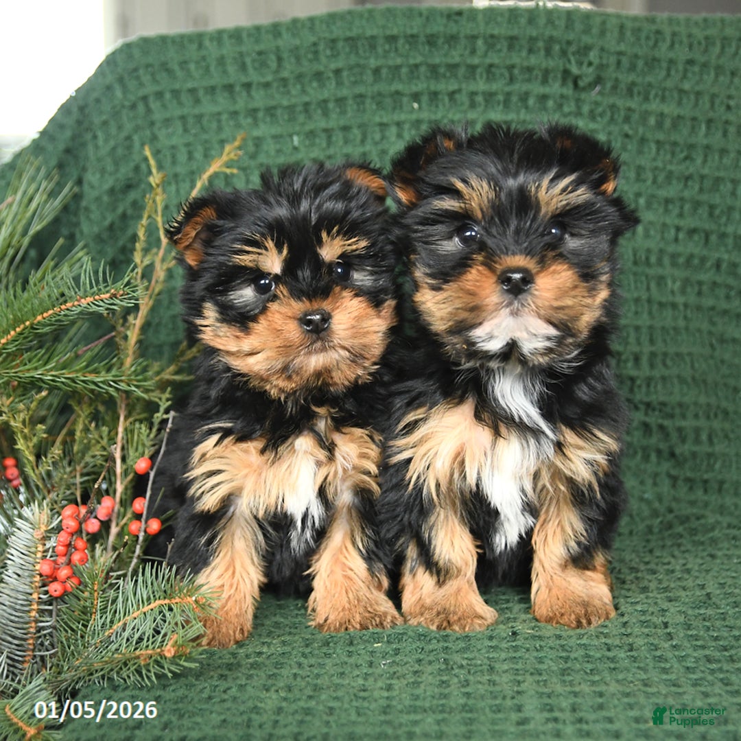 Yorkshire Terrier dogs for sale: Joy - Ad 3