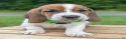 Basset Hound dogs for sale: Oliver - Ad 16