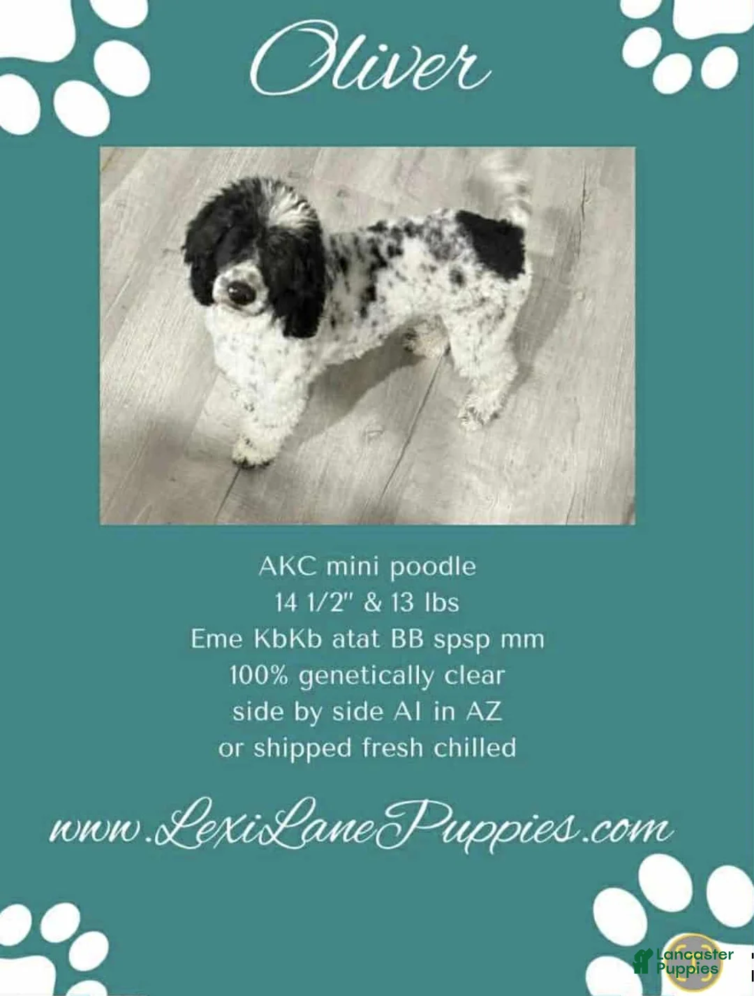 Miniature Poodle dogs for sale: Miniature Poodle Puppy 2 - Ad 4