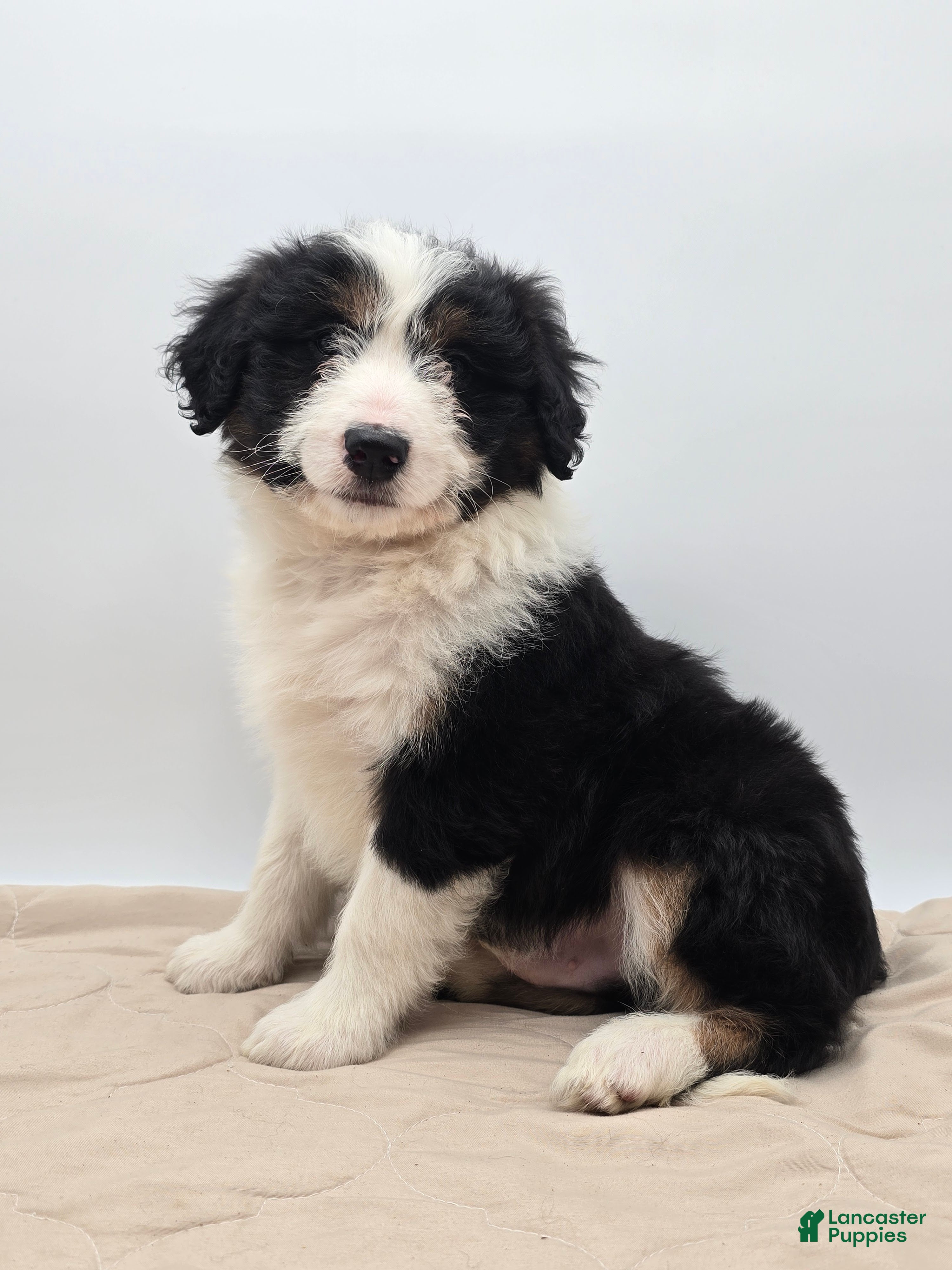 Aussiedoodle dogs Jude - Ad 2