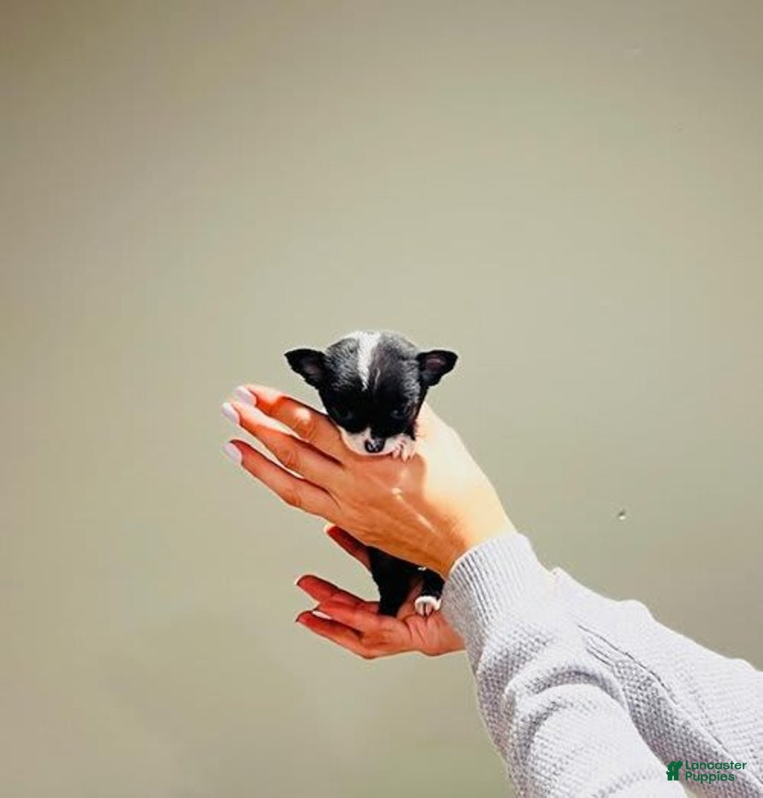 Chihuahua dogs for sale: Cynthia Teacup/pocketbook - Ad 1