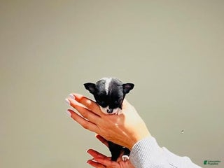 Chihuahua dogs Cynthia Teacup/pocketbook - Ad 23