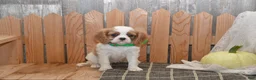 Cavalier King Charles Spaniel dogs for sale: Wrenly - Ad 8