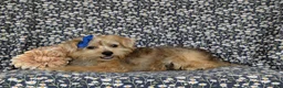 Shorkie dogs for sale: Mia Hypoallergenic - Ad 6
