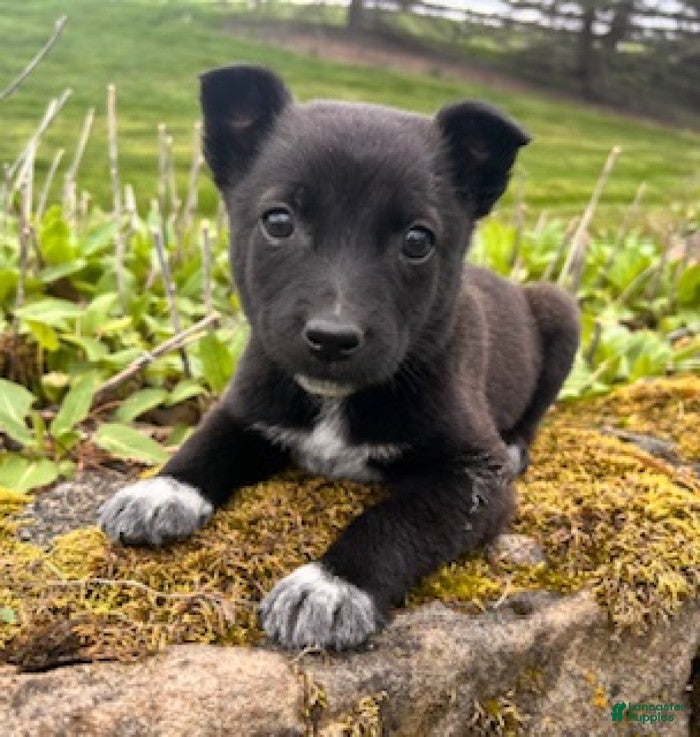 Mixed Breed dogs Buster - Ad 2