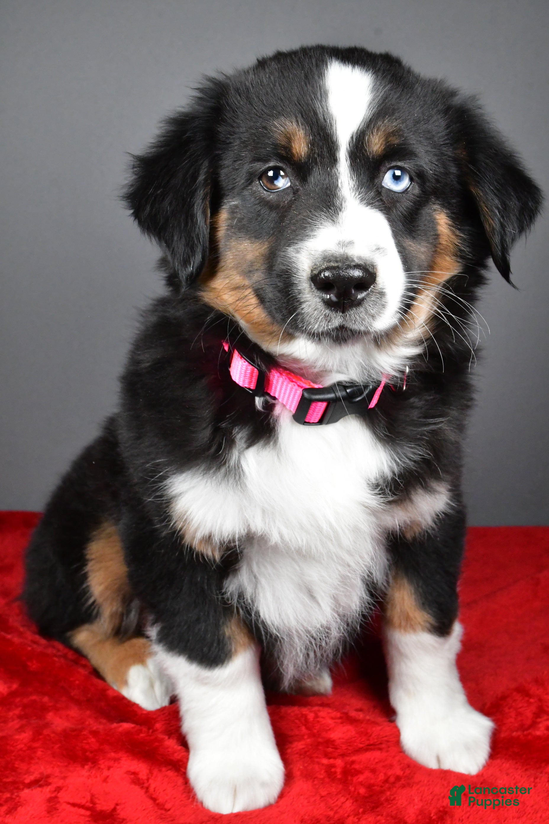 Miniature Australian Shepherd dogs Holly - Ad 2