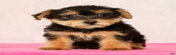 Yorkiepoo dogs for sale: Milo - Ad 8