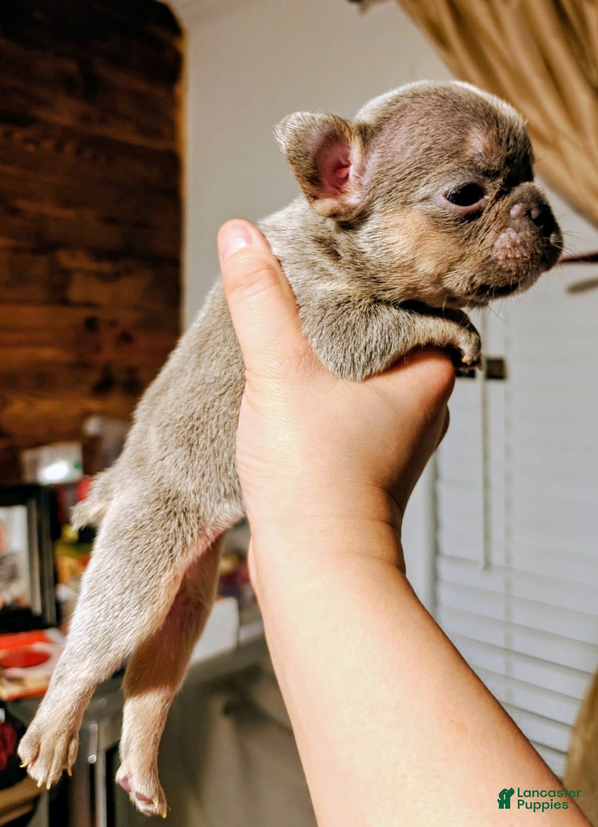 French Bulldog dogs Ivy ✨ - Ad 2