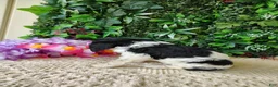 Cavalier King Charles Spaniel dogs for sale: Lexi - Ad 7