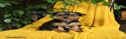 Yorkshire Terrier dogs for sale: Nutmeg - Ad 3