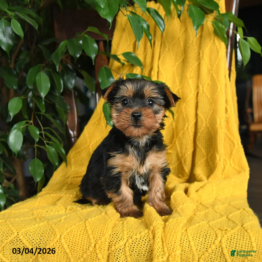 Yorkshire Terrier dogs for sale: Nutmeg - Ad 3