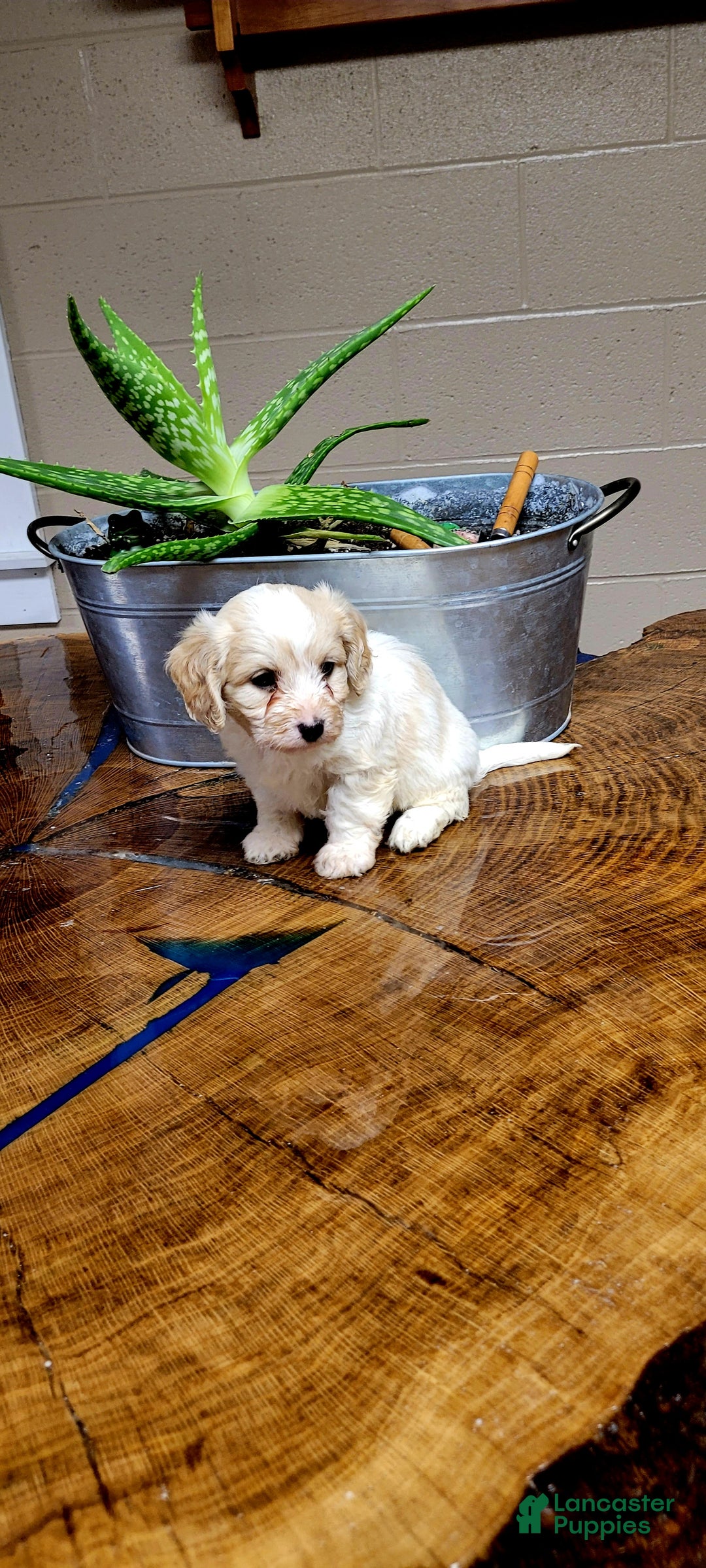 Cavachon dogs for sale: Cooper  - Ad 3
